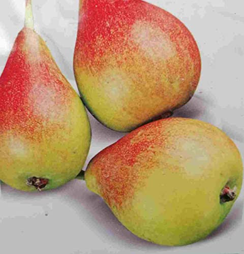Pyrus communis 'Tendral Valencia' 170–200 cm/stam 80–100 cm – päronträd