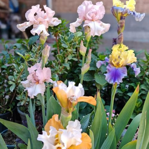 IrisZwiebeln, steingartenpflanzen Schwertlilien, gartendeko für draußen topfpflanzen draußen winterhart sommerblumen balkongewächshäuser 3Zwiebeln