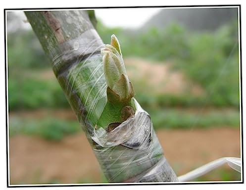 CAXUSD Selbstklebendes Pfropfband Für Obstbäume Garten Blumen Und Gemüse Dehnbar Aus Pe-Folie