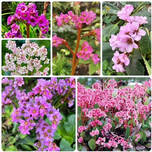 Semi di autunnali di Bergenia, Bergenia cordifolia - luoghi soleggiati, biologici da balcone resistenti decorazione 200pcs