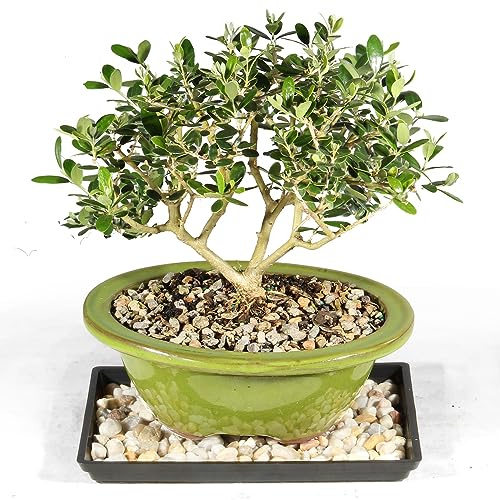 Brussel's Bonsai Live European Olive Bonsai Tree - Small, 4 to 8 in - Ceramic Bonsai Pot with Humidity Tray