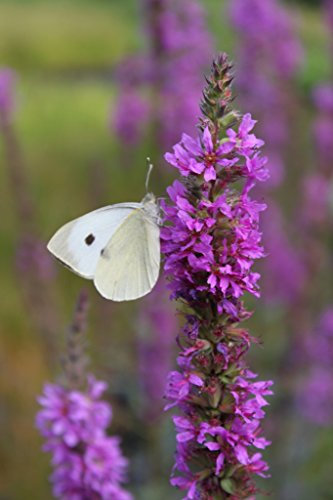 WASSERPFLANZEN WOLFF - 2er-Set in 9x9 cm Töpfen durchwurzelt - winterhart! - Lythrum salicaria - Blutweiderich - Rutenweiderich, rot - STAUDE DES JAHRES 2024 !