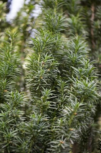 Taxus baccata 'Fastigiata' 60-70 cm - Säulen-Eibe, immergrün, ideal für Hecken und Kübel, pflegeleicht, winterhart