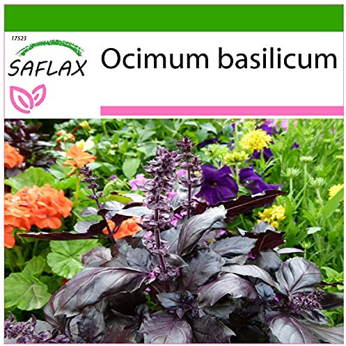 SAFLAX - Basilico rosso - 200 semi - Con substrato - Ocimum basilicum