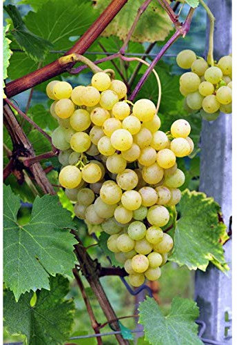 Vigne Ampelia Perdin C 3 Litres