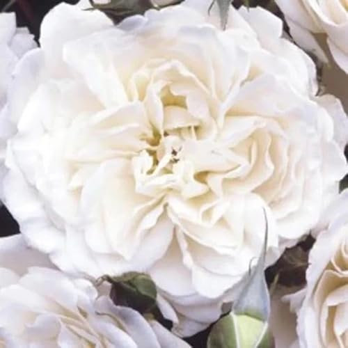 YouGarden Rose 'Guardian Angel', Established Plant in 3 Litre Pot, Ready to Plant, Fragrant Shrub Rose to Grow in Pots, Beds, and Borders