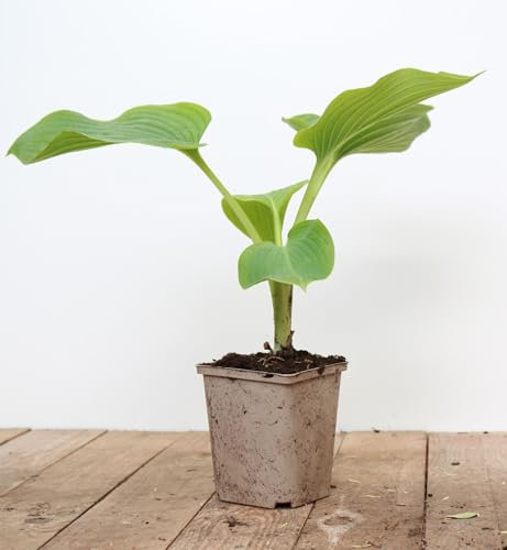 Hosta elata 11x11 cm Topf – Winterhart, Mehrjährig, Pflegeleicht – Funkie – Staude für Schattenbeet & Kübel