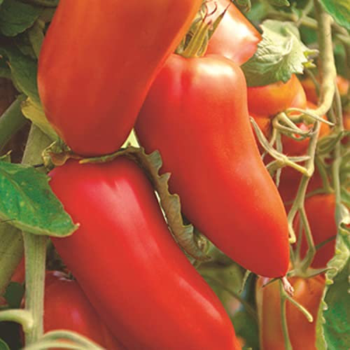 50 San Marzano Semillas de Tomate - Vegetal Vástagos - Campesino Semillas