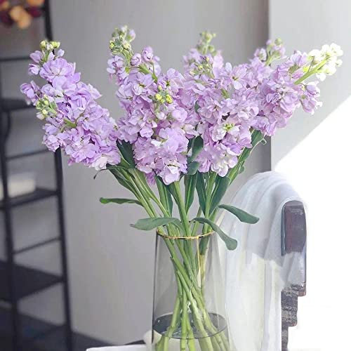 Usambaraveilchen Pflanzen Samen,Matthiola Incana,Levkoje Violet Violette,pflanzen Winterhart Blumensaat Topfpflanzen Bonzai Balkon Winterfest Wildblumenwiese Saatgut Mehrjährig 600 Stück