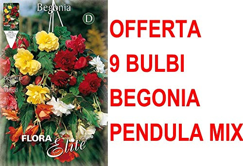 OFFERTA 9 BULBI BEGONIA PENDULA IN MIX DI COLORI BULBS BULBES