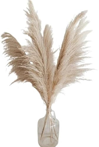 Ramo Seco de Plumero de Pampa 5 Unidades Grandes y Naturales para Decorar