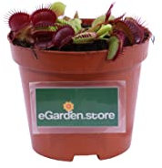 eGarden.store - Pianta vera di Dionaea Muscipula diverse grandezze - Pianta Carnivora Mangia Insetti ornamentale facile da coltivare in casa o ufficio (Vaso 9 cm)