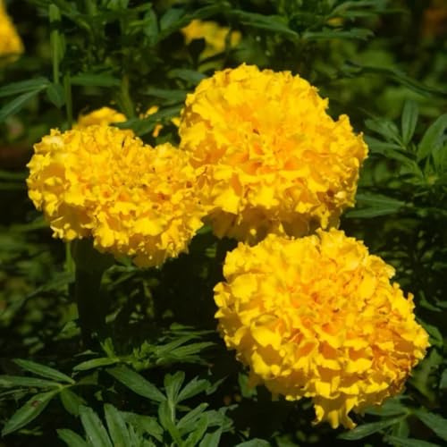 Semillas de caléndula, Tagetes erecta semillas de silvestres de siembra de otoño 100pcs