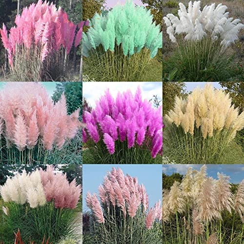 Graines de couleurs mélangées Graines d'herbe de la pampa Cortaderia selloana Fleurs de jardin Bonsaï Plante en pot Vivace Paquet de 100 graines