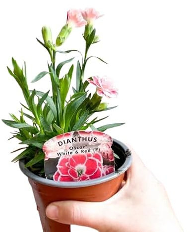 Clavel Natural en Maceta - (Dianthus caryophyllus) Planta Viva, Fácil de Cuidar, Perfecta para Regalar o Decorar