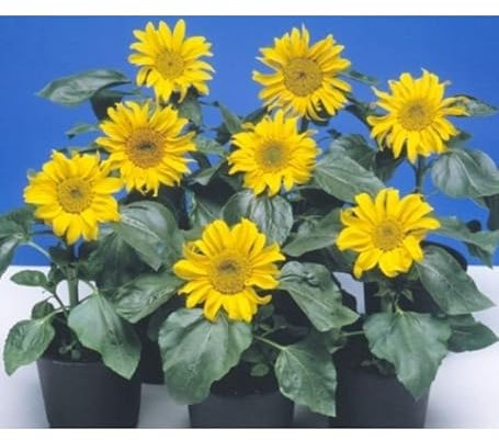 Sachet de graines de Soleil tournesol nain Sunspot jaune à coeur noir - 3 g - LES GRAINES BOCQUET