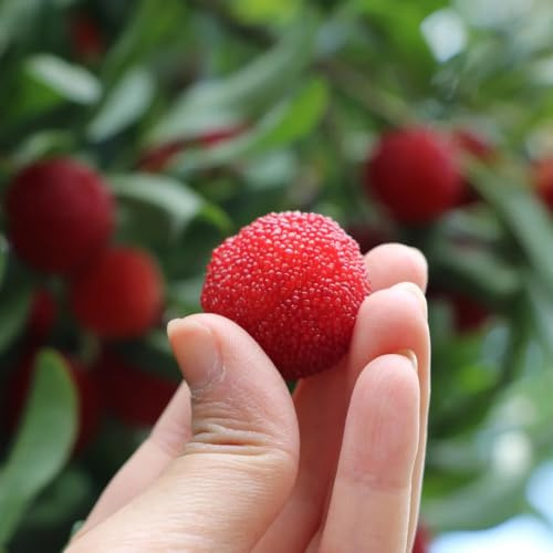 Semillas de Morella Rubra - semillas de frutas de arrayán - frutal columnar columnares semillas de jardin 15pcs