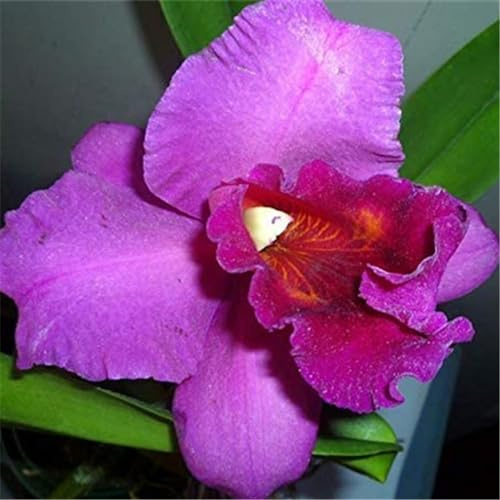 Cymbidium-rhizom, kolibriorkidéer, kvalitetsrhizom, hög kvalitet, vinterhård ryzom, Cymbidium-orkidé rhizom, 3lök-E