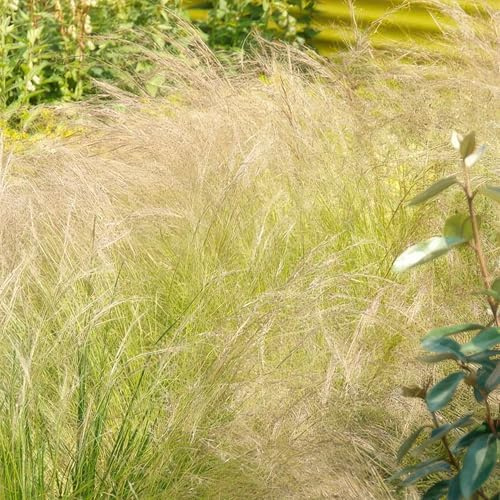 Stipa tenuissima 'Ponytails' – 48 piante – 10-25 cm – Ø 9 cm – erba ornamentale – pelo fine & arioso – sole – facile da pulire – per giardino e aiuole