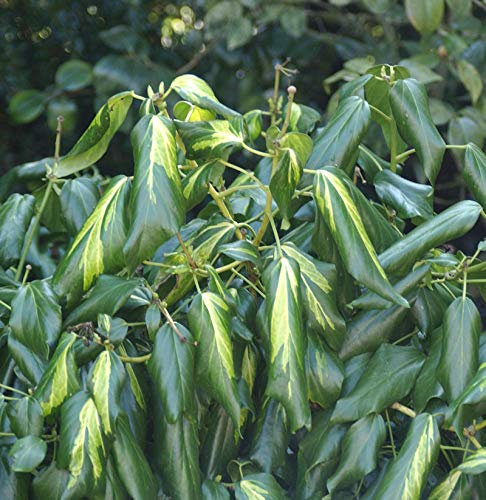 Kaukasischer Efeu Sulphur Heart 40-60cm - Hedera colchica