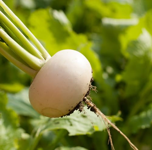 Premier Seeds Direct - Vegetable Seeds - Turnip White Milan - 4 Grams