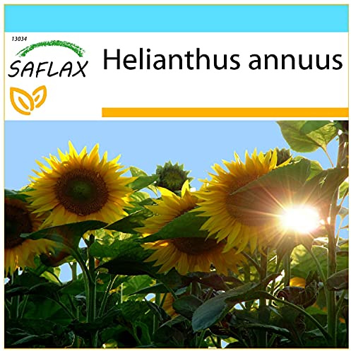 SAFLAX - Set regalo - Girasol Titan - 20 semillas - Con caja regalo/envío, etiqueta para envío, tarjeta de felicitación y sustrato de cultivo y fertilizante - Helianthus annuus