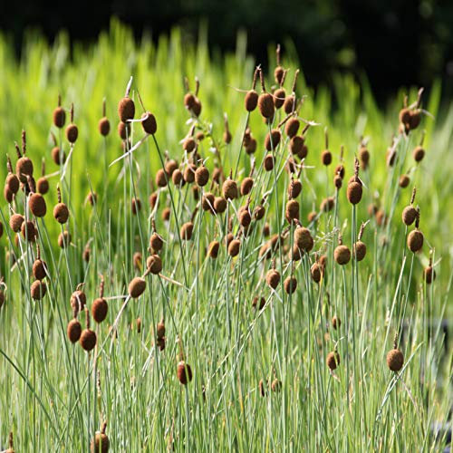 WASSERPFLANZEN WOLFF - 2er-Set - Typha minima - Zwergrohrkolben - winterhart - heimisch - durchwurzelte QUALITÄTSSTAUDEN