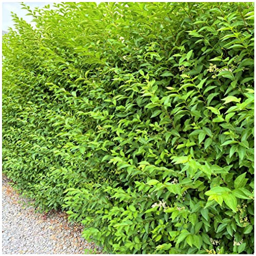 15 Green Privet Hedging Ligustrum Plants Hedge 3-4ft Tall,Quick Growing Evergreen 3fatpigs®