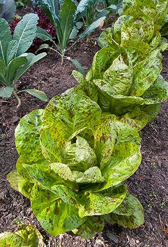 JustSeed - Vegetable - Heritage Lettuce - Freckles - 800 Seeds