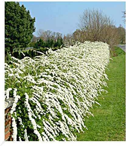 BALDUR Garten Weiße Rispen-Spiere Hecke 'Grefsheim', 1 Pflanze, Heckenpflanze, winterhart, robust und anspruchslos, blühend, Spiraea cinerea Grefsheim