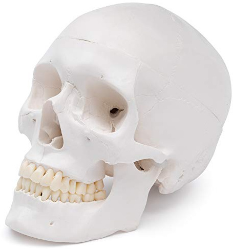 Cranstein A-240 Cranio anatomico | Studi e formazione medica | cranio | Modello di anatomia del cranio | Modello del cranio
