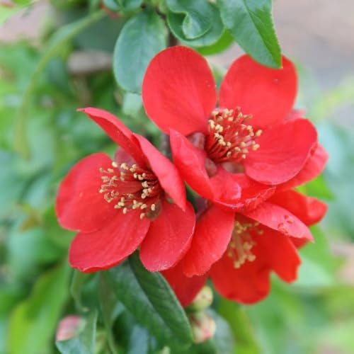 Plant Theory Crimson and Gold Flowering Quince Chaenomeles x Superba Shrub Plant 2L Pot
