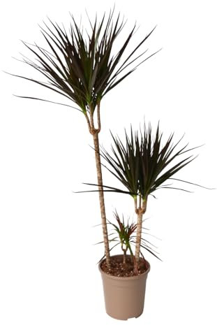 Plant in a Box - Dracaena Marginata Magenta - Dragonnier - Plante d'intérieur - Pot de 24cm - Hauteur 110-130cm