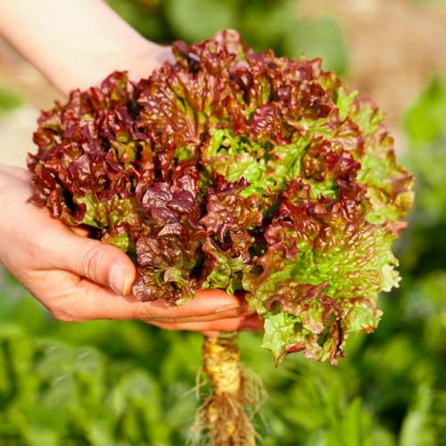 pflücksalatsamen winterhart,salat, balkon bio kopfsalat garden indoor 500pcs
