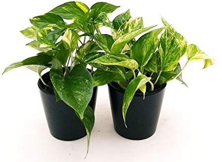 POWERS TO FLOWERS - POTHOS AUREA e POTHOS MARBLE QUEEN, piante vere