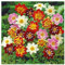 Pronto Seed Dahlia Tubers Collarette Dandy for Summer Gardens – Set of 12 Dutch-Grown Plants – Garden Tubers for Spring Planting, Borders & Containers (12 Tubers – Dahlia Collarette Dandy)