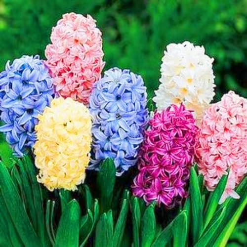 Hyazinthenzwiebel-Winterhart MehrjäHrig,Hyazinthen Zwiebeln Winterhart,Hyazinthen Rhizome,Hyazinthenzwiebeln Zu Verkaufen,In Töpfe Pflanzen,Bonsai-Pflanzen-5zwiebeln-b