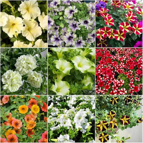 petunia - semillas semillas de petunia jardin exóticas de jardín Decoración balcón con prado balcón 100pcs