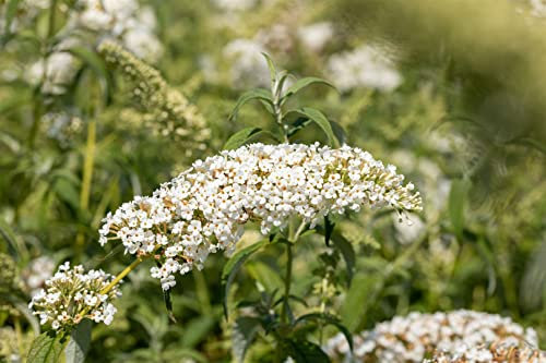 Buddleja davidii 'White Chip' 60–100 cm – Winterhart, Mehrjährig, Pflegeleicht – Zwerg-Schmetterlingsflieder – Zierstrauch für Garten & Kübel