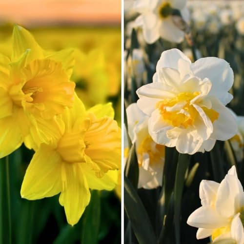 Bulbi di narciso - Wild Beauties - 20 bulbi di fiori - Bulbi di fiori primaverili - Flowerbulbs Amsterdam - Calibro 12/14