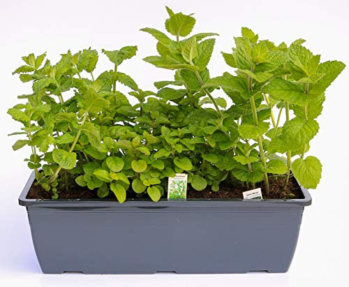 Kräuterkasten für Cocktails & Ice Tea 40cm Anthrazitkasten mit je 1er Kräuter Pflanze: Apfelminze, Mojito-Minze & Pfefferminze