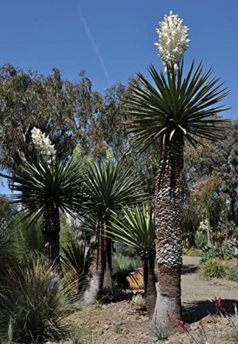 Yucca Carnerosana Dague espagnole géante 5 graines fraîches