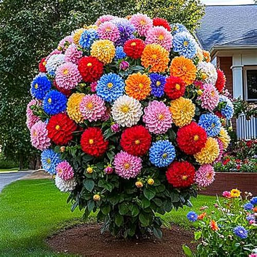 Bulbos De Dalia,Resistentes Al FríO,Largo PeríOdo De FloracióN,Flores De Cuatro Estaciones,JardineríA,Flores Brillantes-10bulbos-F