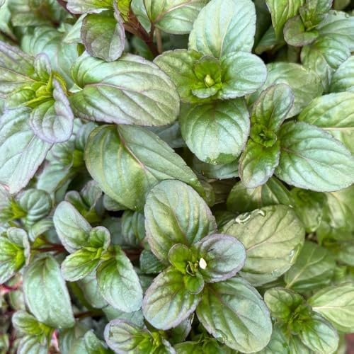 semi di menta biologici resistenti, decorazione da giardino per esterni 300pcs