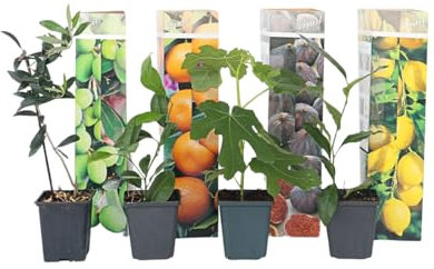 Plant in a Box - Mediterranen Obstbäumen - 8er Mischung - Olivenbaum, Zitronenbaum, Feigenbaum und Orangenbaum - Topf 9cm - Höhe 25-40cm