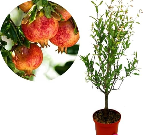 Punica Granatum Pomegranate Tree - Grow Tasty Fruit - in 15cm Pot