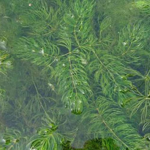 100Pcs Ceratophyllum Demersum Seeds Aquatic Plant Water Tank Aquarium Decor - Ceratophyllum Demersum Seeds - Flower Seeds Vegetable Seeds Fruit Seeds Garden Plant Seeds