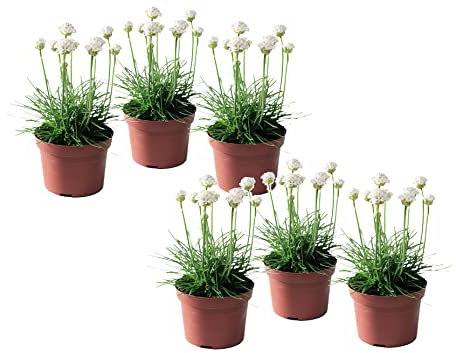 Plant in a Box - Armeria 'Strandtrift' vitt - Kvantitet: 6 - Prydnadsgräs - Vit - Bredbladig trift - Krukstorlek 12 cm - Höjd 20-30 cm