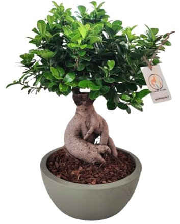 I GIARDINI DI GIULIA - Bonsai Ficus Ginseng in Vaso Thetis Ø30 cm | Pianta Decorativa da Interno, Facile da Curare | Altezza 50 cm, Ideale per Casa e Ufficio (Verde)