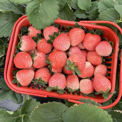 erdbeer samen mehrjährig bio - obstsamen, hochbeet samen erdbeersamen erdbeeren samen,klettererdbeere garten pflanzen, seltene pflanzen balkon, winterharte stauden obstbäume, 300pcs